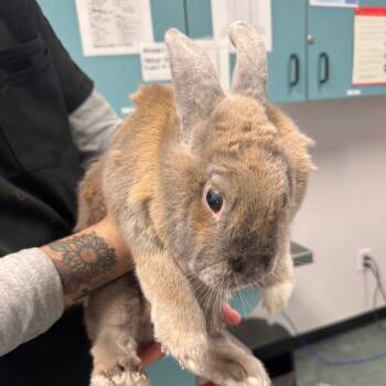 Socks -  Rex Rabbit for Adoption in Tampa, Florida - Socks | PetCurious