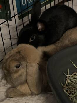 Nova & Dash -  Holland Lop Rabbit for Adoption in New York, New York - Nova & Dash | PetCurious