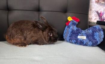 Rescue Bunny Rabbit Rabbits for Adoption in Navarre, Florida - Destin | PetCurious