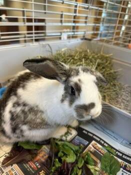 Tortellini -  English Lop and Lionhead Rabbit for Adoption in Quakertown, Pennsylvania - Tortellini | PetCurious