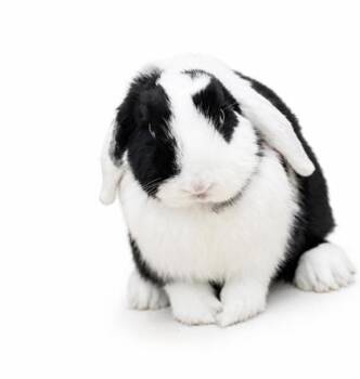 Eloise - the best therapy snuggle around -  Lop Eared and Holland Lop Rabbit for Adoption in Bedford Hills, New York - Eloise - The Best Therapy Snuggle Around | PetCurious