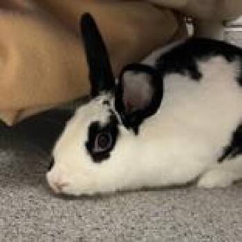 Rescue American Rabbits for Adoption in Lansing, Michigan - Ulysses | PetCurious