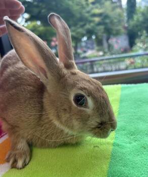 Chicken Little -  New Zealand Rabbit for Adoption in Portland, Oregon - Chicken Little | PetCurious