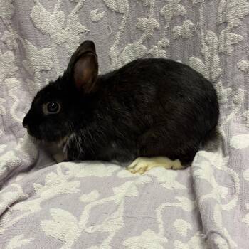 Starfruit -  Bunny Rabbit Rabbit for Adoption in West Olive, Michigan - Starfruit | PetCurious