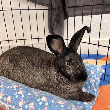 Rescue Bunny Rabbit Rabbits for Adoption in Long Beach, California - Bear | PetCurious