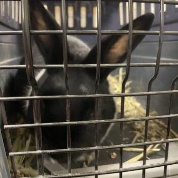 Rusty -  Dutch Rabbit for Adoption in Chicago, Illinois - Rusty | PetCurious