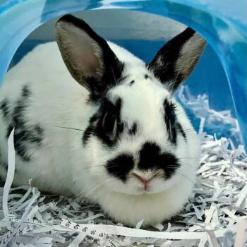Claire -  Mini Rex Rabbit for Adoption in Dekalb, Illinois - Claire | PetCurious