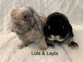 Rescue Bunny Rabbit Rabbits for Adoption in Southaven, Mississippi - Lola & Layla | PetCurious