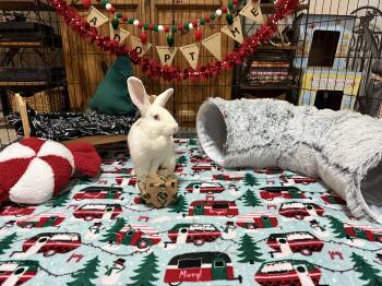 Rescue New Zealand Rabbits for Adoption in Little Rock, Arkansas - Eloise | PetCurious
