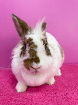 Rescue Lionhead Rabbits for Adoption in Saint Charles, Missouri - Sweater Weather | PetCurious