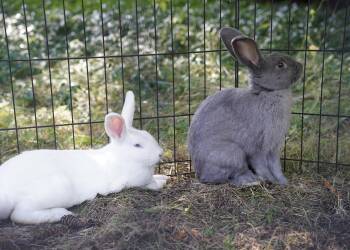 Rescue American Rabbits for Adoption in Ferndale, Washington - Haruki & Riku | PetCurious