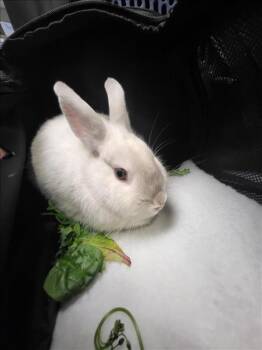 ANGELICA LILY ROSE -  Bunny Rabbit Rabbit for Adoption in Burbank, California - ANGELICA LILY ROSE | PetCurious
