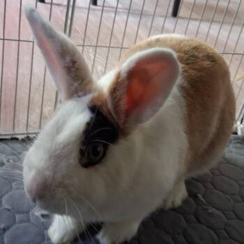 Coraline (c) -  Dutch Rabbit for Adoption in Columbia, Maryland - Coraline (c) | PetCurious