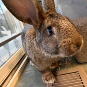 Flemish Giant Rabbits Available for Adoption in Columbia, Maryland - Buffy | PetCurious