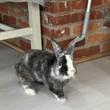 Rescue Dutch Rabbits for Adoption in Columbia, Maryland - Smokey And Friend* | PetCurious