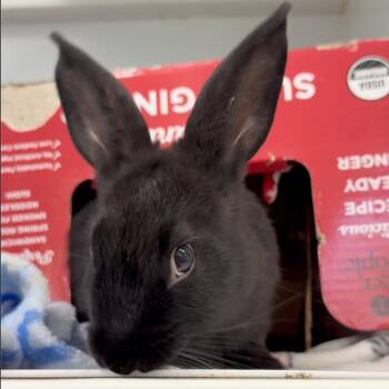 Miss Goth -  Bunny Rabbit Rabbit for Adoption in Mill Valley, California - Miss Goth | PetCurious