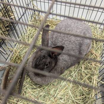Nutter Butter -  Chinchilla Rabbit for Adoption in Charlottesville, Virginia - Nutter Butter | PetCurious