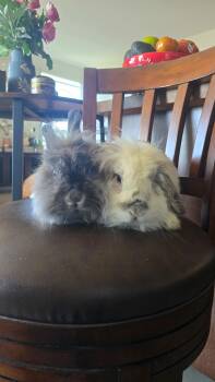 Aya & Dove -  American Fuzzy Lop and Lionhead Rabbit for Adoption in Los Angeles, California - Aya & Dove | PetCurious