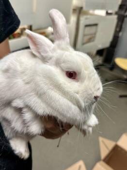 Virginia -  Bunny Rabbit Rabbit for Adoption in Wichita, Kansas - Virginia | PetCurious