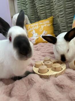 Tux and Eden -  Himalayan Rabbit for Adoption in Naples, Florida - Tux And Eden | PetCurious