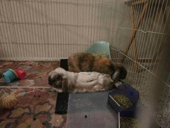 Blake & Aubrey (bonded pair) -  Lop Eared Rabbit for Adoption in Santa Cruz, California - Blake & Aubrey (bonded Pair) | PetCurious