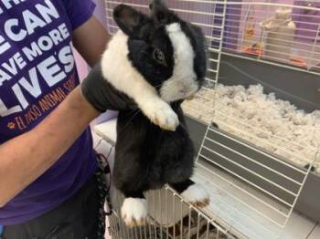 Bunny Rabbit Rabbits Available for Adoption in El Paso, Texas - 60865611 | PetCurious