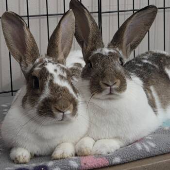 English Spot Rabbits Available for Adoption in Lakeville, Minnesota - Biscoff | PetCurious
