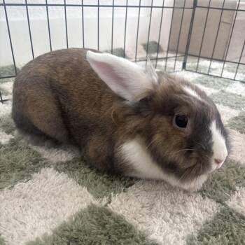Seraphina -  Lionhead and Dutch Rabbit for Adoption in Miami, Florida - Seraphina | PetCurious