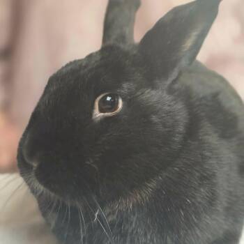 Ziggy -  Havana Rabbit Available for Adoption in Huntsville, Alabama - Ziggy | PetCurious