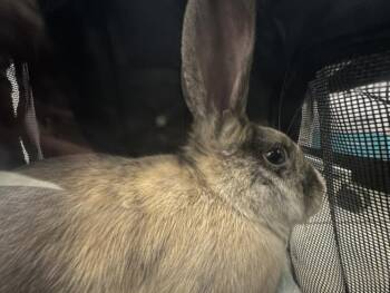 FLUFFY -  Bunny Rabbit Rabbit for Adoption in Derwood, Maryland - FLUFFY | PetCurious