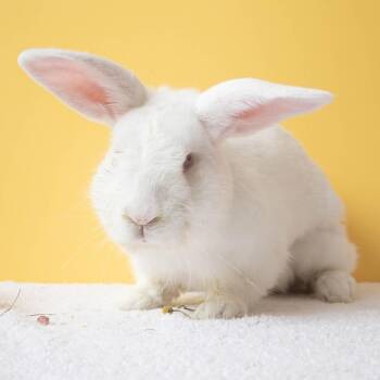 Ricky Bobby -  Bunny Rabbit Rabbit for Adoption in Richmond, California - Ricky Bobby | PetCurious