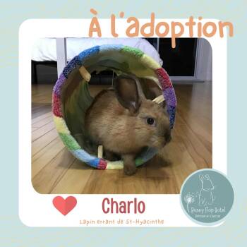 Rescue American Rabbits for Adoption in Saint-Dominique, Quebec - Charlo | PetCurious