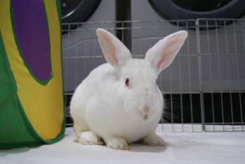 Stuart -  New Zealand Rabbit for Adoption in Pflugerville, Texas - Stuart | PetCurious