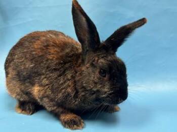 NaeNae -  Bunny Rabbit Rabbit for Adoption in Golden Valley, Minnesota - NaeNae | PetCurious