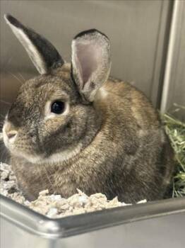 CLOPPER -  Bunny Rabbit Rabbit for Adoption in Derwood, Maryland - CLOPPER | PetCurious