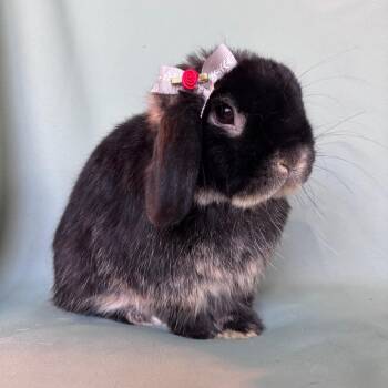 Holland Lop Rabbits Available for Adoption in Columbia, Maryland - Mr. Libby | PetCurious