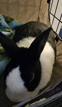 Dutch Rabbits Available for Adoption in Deltona, Florida - Rambo | PetCurious