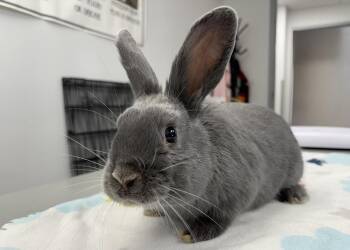 Nickel -  Bunny Rabbit Rabbit for Adoption in Westford, Massachusetts - Nickel | PetCurious