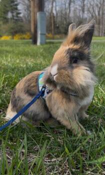 Lionhead Rabbits Available for Adoption in East Greenwich Township, New Jersey - Bunz | PetCurious