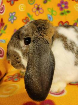 Rescue Holland Lop Rabbits for Adoption in Ankeny, Iowa - Philip | PetCurious