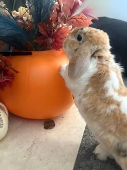Rescue Holland Lop Rabbits for Adoption in Saint Charles, Missouri - Hanky And Panky | PetCurious