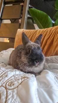 Chalk -  Netherland Dwarf Rabbit for Adoption in Los Angeles, California - Chalk | PetCurious