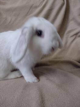 Byron -  Mini Lop Rabbit for Adoption in Plymouth, Michigan - Byron | PetCurious