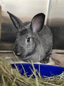 Rescue American Rabbits for Adoption in Prince Frederick, Maryland - Ash | PetCurious