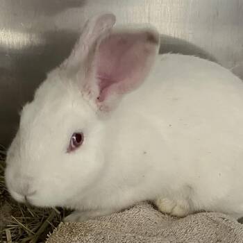 New Zealand Rabbits Available for Adoption in Grand Rapids, Michigan - Maple | PetCurious