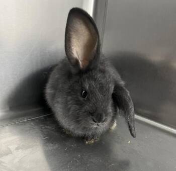 Woodstock -  Dwarf Rabbit for Adoption in Sioux City, Iowa - Woodstock | PetCurious