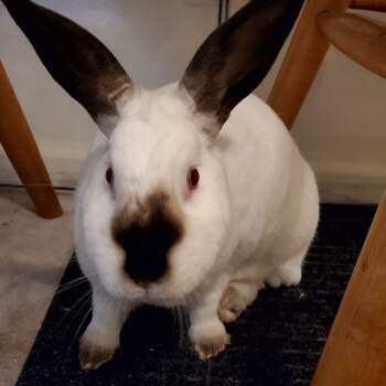 Rescue Californian Rabbits for Adoption in Elverta, California - Smores | PetCurious