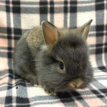 Starla -  Lionhead Rabbit for Adoption in Oshkosh, Wisconsin - Starla | PetCurious
