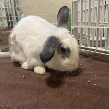 Blue Ears -  American Rabbit for Adoption in Greensboro, North Carolina - Blue Ears | PetCurious