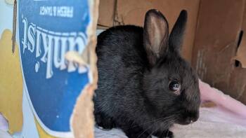 iHOP -  Bunny Rabbit Rabbit for Adoption in Coquitlam, British Columbia - IHOP | PetCurious